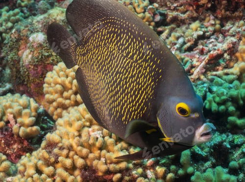 Preview: Amazing underwater world, Underwater world scene.
