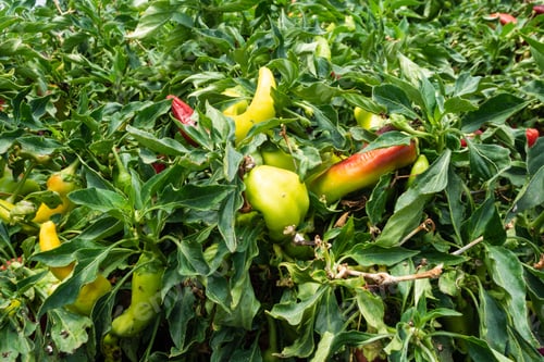 Preview: Picture of green pepper in the farm under the sunlight