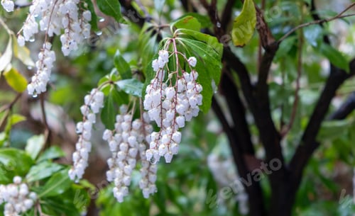 Preview: Blooming japanese andromeda or pieris japonica, white pink bell shape flowers closeup,