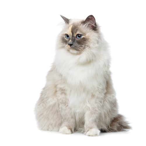 Preview: beautiful birma cat isolated on white