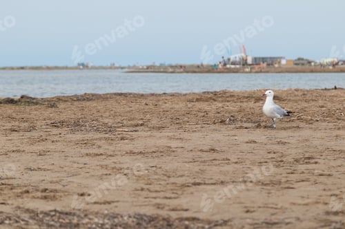 Preview: Seagull walking on sandy beach shoreline