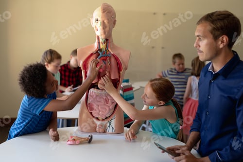 Preview: Group of elementary school kids working with anatomy model