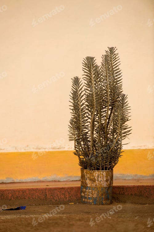 Preview: Outdoor potted plant, Tanzania, Africa