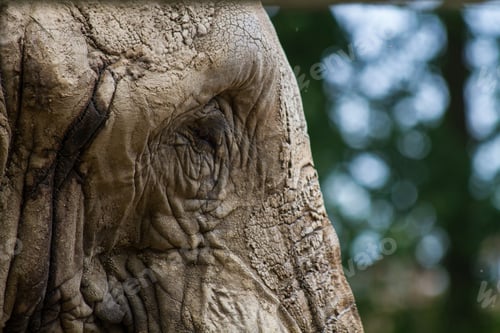 Preview: Closeup of an elephant's eyes with trees in the background