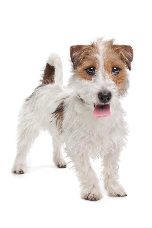 Preview: Jack Russel Terrier