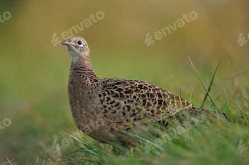 Preview: Beautiful Pheasant Standing Tall in the Green Grass