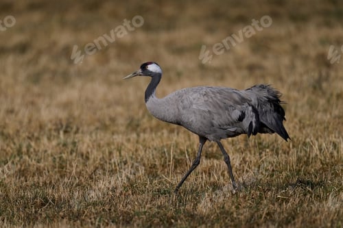 Preview: Common crane (Grus grus)