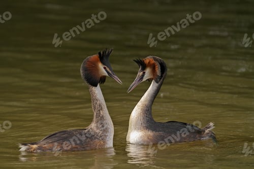 Preview: Pair of Great Crested Grebes swimming in a lake.