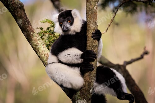 Preview: Colorful lemur clings to a tree branch in lush Madagascar during daylight hours