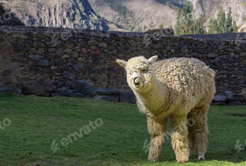 Preview: Alpaca