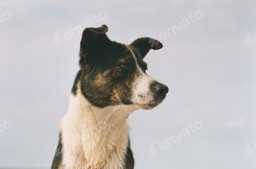 Preview: Portrait of a dog against the sky
