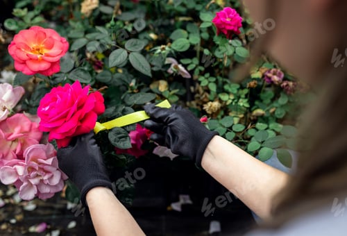 Preview: Close up of female gardener hands working with roses growing them in the greenhouse.