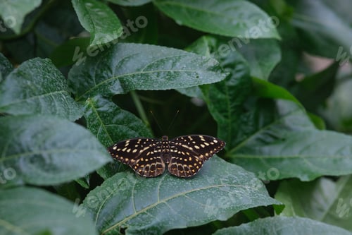 Preview: Brown speckled butterfly resting on lush green leaves in nature