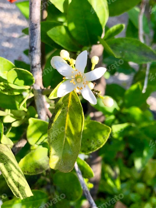 Preview: Blooms on a citrus tree in early spring.