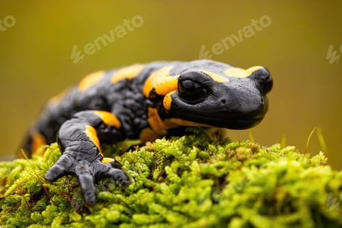 Preview: Detail of a fire salamander lying on green moss in European nature