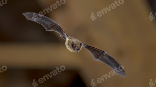 Preview: Flying Pipistrelle bat on wooden ceiling