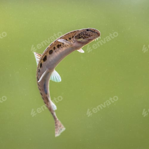 Preview: Spined loach in water