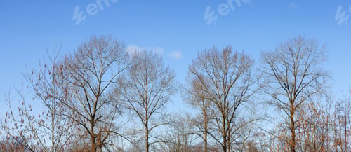 Preview: Trees without leafs in a city park during a sunny winter day