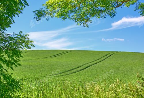 Preview: Green fields and blue sky framed by trees - lots of copy space