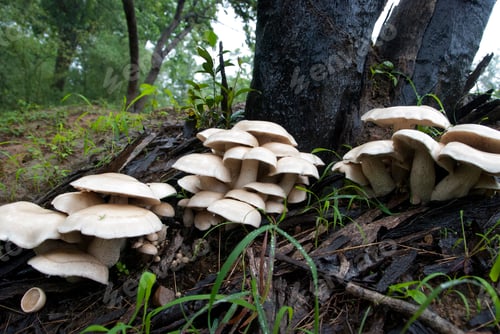 Preview: A forest mushroom in a natural background