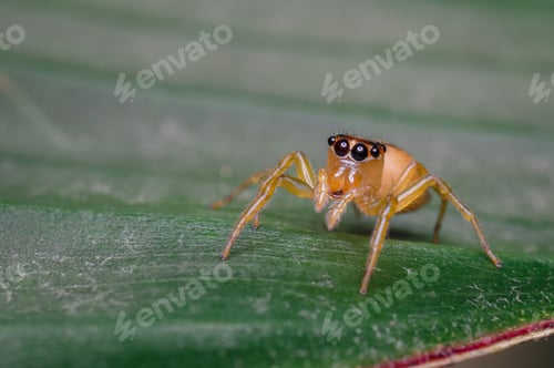 Preview: Tiny Jumping Spider on a Leaf in Macro