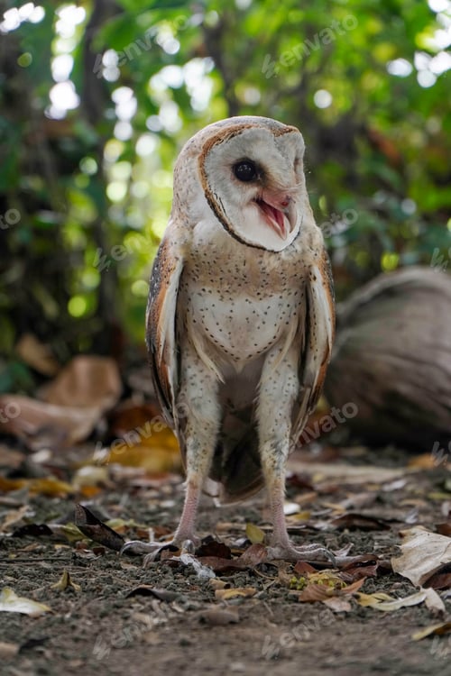 Preview: Barn Owl (Tyto alba) standing on the ground in the morning