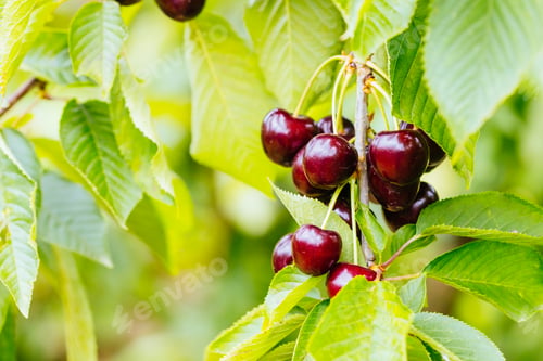 Preview: Fresh Cherries on a Tree in Australia