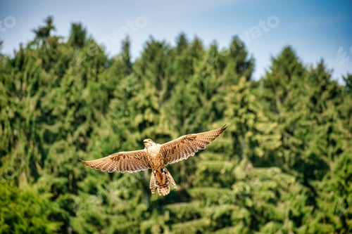 Preview: Bird flying in a Wildlife Park in G