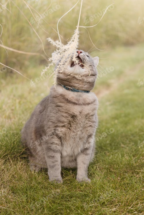 Preview: Gray Tabby Cat Sitting and Playing with Dried Plant