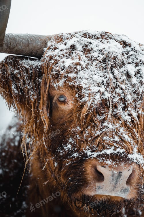 Preview: Scottish Highlander Cow Cattle covered with snow in nature 2022
