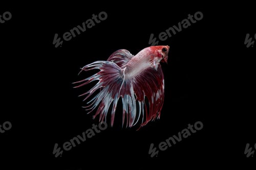 Preview: Beautiful colorful of siamese betta fish