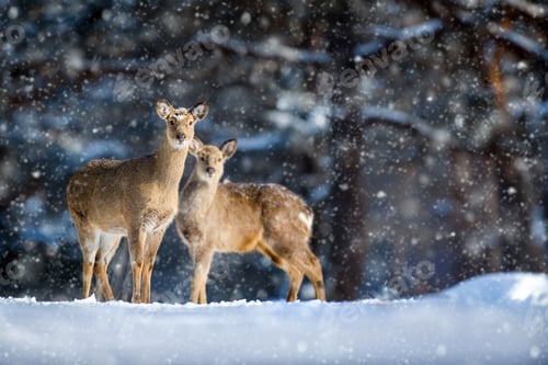 Preview: Two roe deers in the winter forest with snowfall. Animal in natural habitat