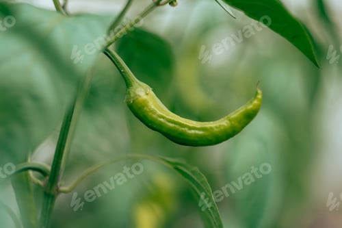 Preview: Close up with blurred background of green unripe jalapeno pepper growing as field crop agriculture