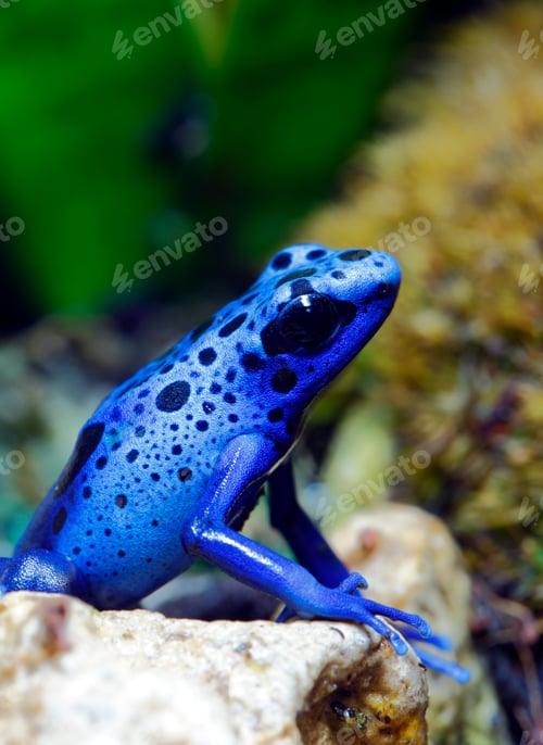 Preview: Blue Poison Dart Frog