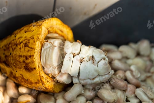 Preview: Cocoa beans and cocoa pod on a wooden surface.