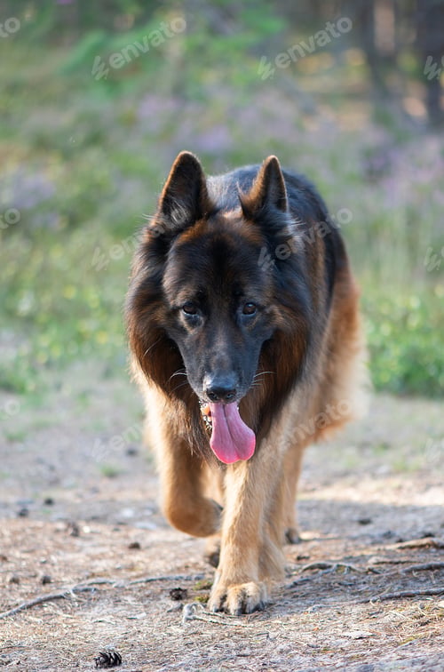 Preview: pets