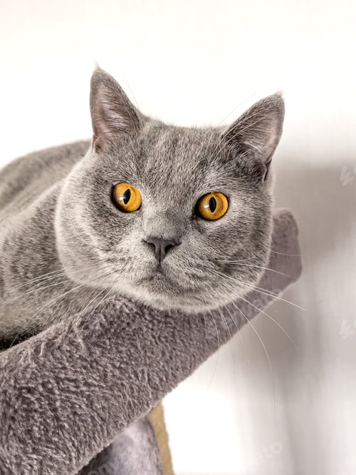 Preview: British Shorthair cat lying on table