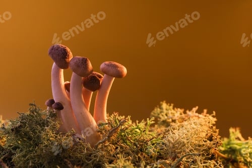 Preview: Several brown shimeji mushrooms grow near the moss on a yellow backlit background. Place for text.