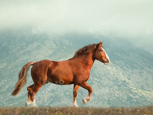 Preview: arabian, horse, mare, stallion, riding