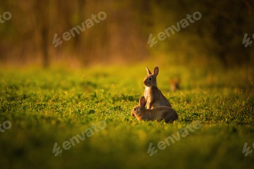 Preview: European rabbit