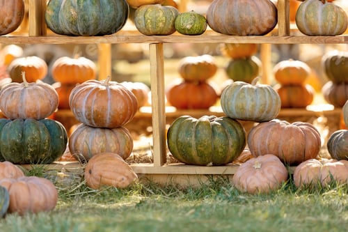 Preview: Assorted Colorful Pumpkins on Display in Autumn