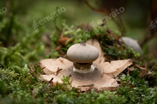 Preview: Closeup shot of a Geastrum pectinatum