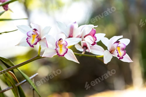 Preview: White phalaenopsis orchid flower on bokeh of green leaves background. Beautiful close-up of
