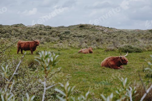 Preview: Highland cows at pasture