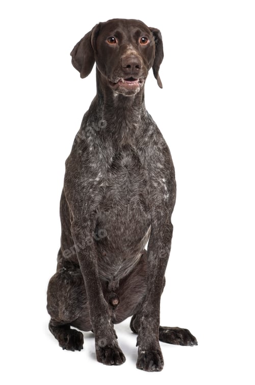 Preview: German Shorthaired Pointer dog, 5 years old, sitting in front of white background