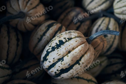 Preview: Closeup of a heap of Jester Winter Squashes