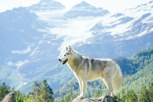 Preview: Young pretty girl running outdoor in the spring with Mountain dog