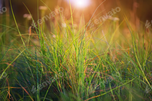 Preview: Green Summer Grass Meadow Close-Up