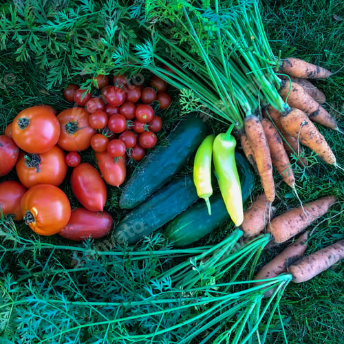 Preview: Colorful freshly picked vegetables and fruit from a backyard garden lying in the grass.