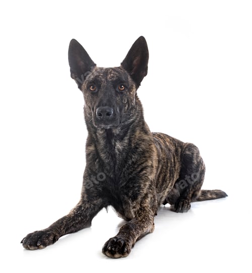 Preview: Dutch Shepherd in studio